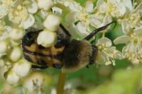 Trichius gallicus