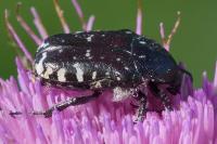 Oxythyrea funesta