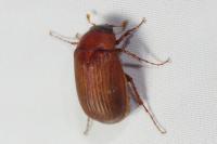 Serica brunnea