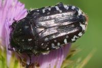 Oxythyrea funesta