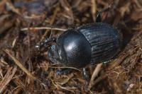 Onthophagus taurus