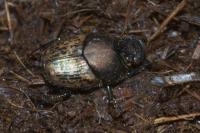 Onthophagus vacca