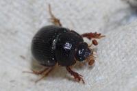 Odonteus armiger