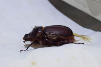 Oryctes nasicornis