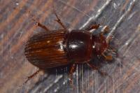 Bodilopsis rufa