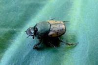Onthophagus vacca