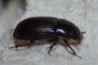 Acrossus rufipes