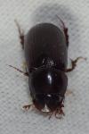 Acrossus rufipes