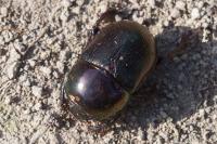 Geotrupes mutator