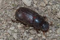 Acrossus rufipes