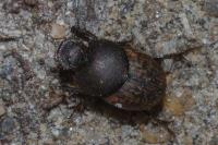 Onthophagus fracticornis