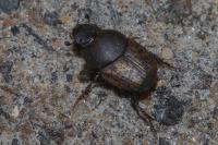 Onthophagus fracticornis
