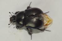 Geotrupes spiniger