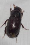 Acrossus rufipes