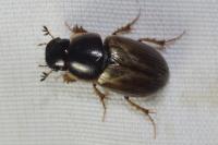 Melinopterus prodromus