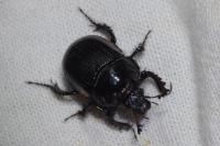 Typhaeus typhoeus