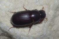 Acrossus rufipes