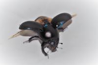 Anoplotrupes stercorosus