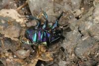 Trypocopris pyrenaeus