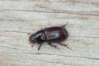 Acrossus rufipes