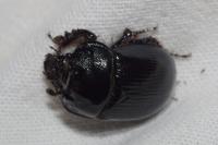 Typhaeus typhoeus