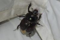Geotrupes mutator