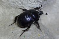 Typhaeus typhoeus