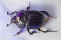 Typhaeus typhoeus