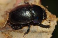 Geotrupes mutator