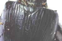 Geotrupes mutator