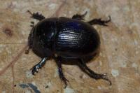 Geotrupes mutator