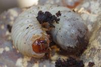 Cetonia aurata