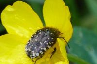 Oxythyrea funesta