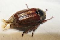 Melolontha melolontha