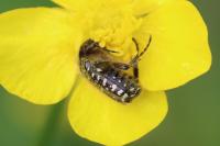 Oxythyrea funesta