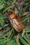 Rhizotrogus marginipes