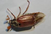 Melolontha melolontha
