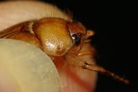 Rhizotrogus marginipes
