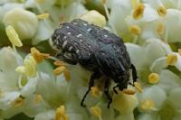 Oxythyrea funesta