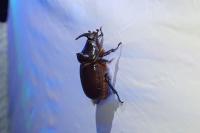Oryctes nasicornis