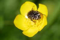 Oxythyrea funesta