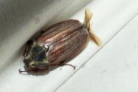 Melolontha melolontha