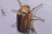 Rhizotrogus aestivus
