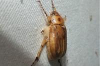 Rhizotrogus marginipes