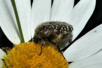 Oxythyrea funesta