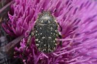 Oxythyrea funesta