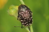 Oxythyrea funesta