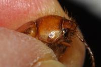 Rhizotrogus marginipes