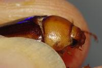 Rhizotrogus aestivus