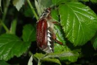 Melolontha melolontha